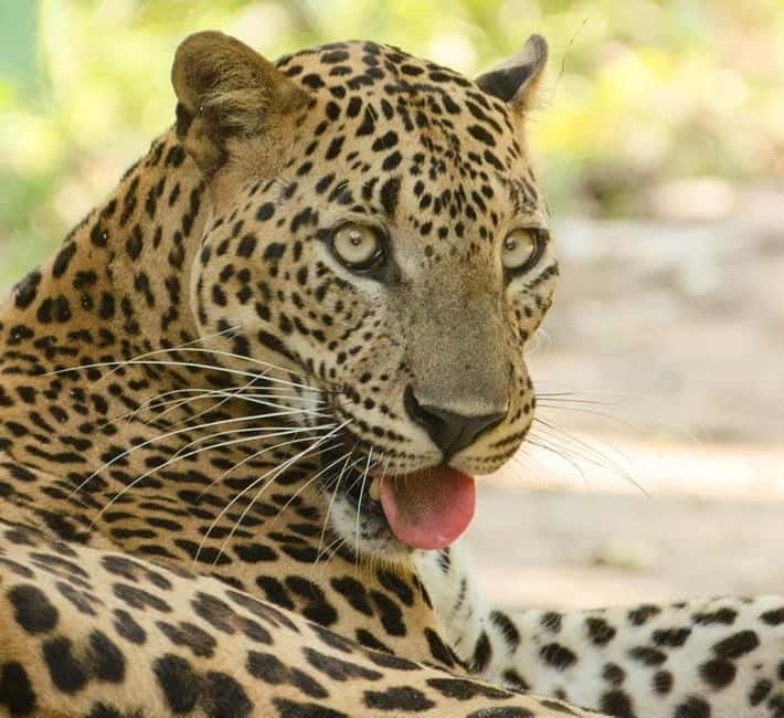 From Tangalle / Hiriketiya - Yala Safari - Drop-off : Ella - The leopard question