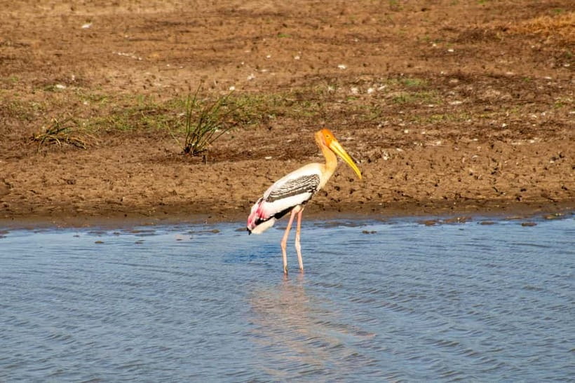 From Tangalle/ Hiriketiya: Yala Safari with Drop: Ella - The actual cost and what you receive