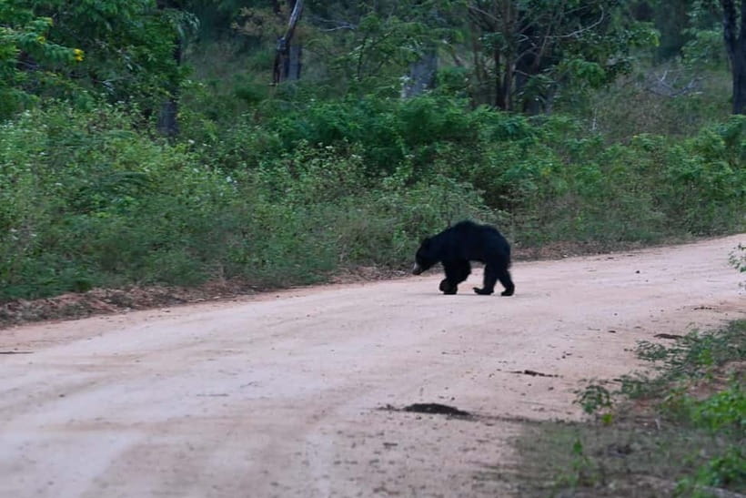 From Tangalle/ Hiriketiya: Yala Safari with Drop: Ella - Should you book this Yala to Ella experience?