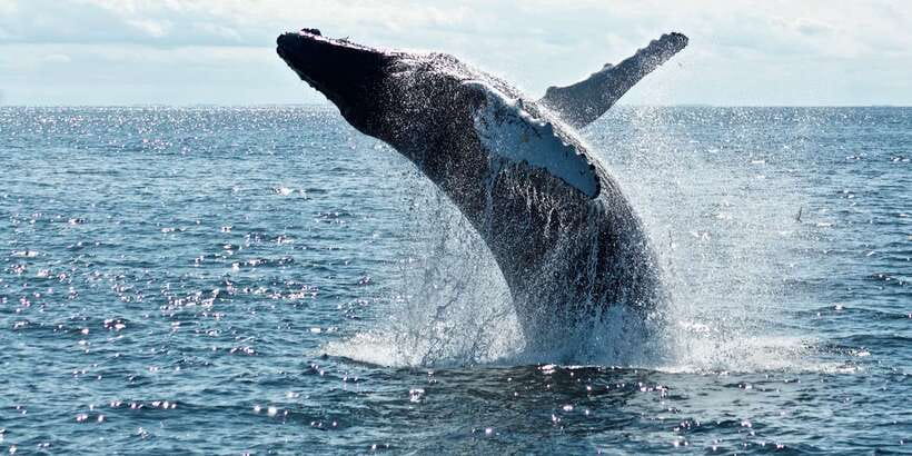 From Tangalle: Mirissa Whale Watching Tour with Breakfast - Key Points Before You Book