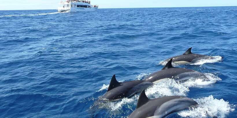 From Tangalle: Mirissa Whale Watching Tour with Breakfast - Blue Whales, Sperm Whales, and Dolphins