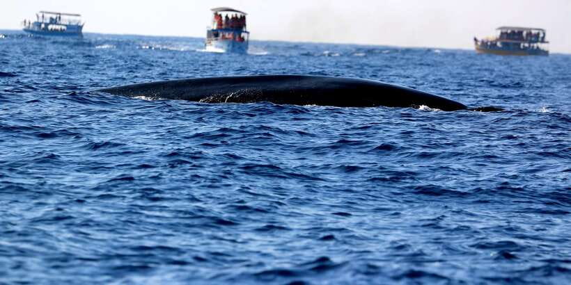 From Tangalle: Mirissa Whale Watching Tour with Breakfast - Is $153 a Fair Price?