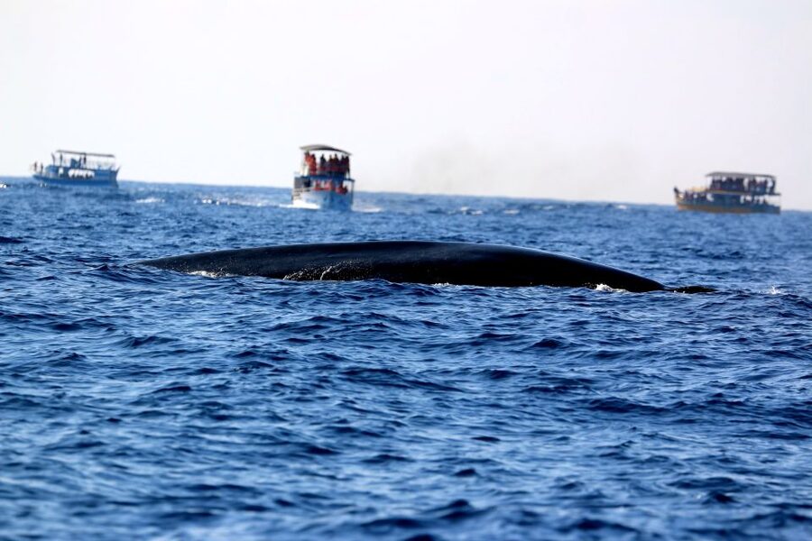 From Tangalle: Mirissa Whale Watching Tour with Breakfast - Booking Flexibility and Practical Details