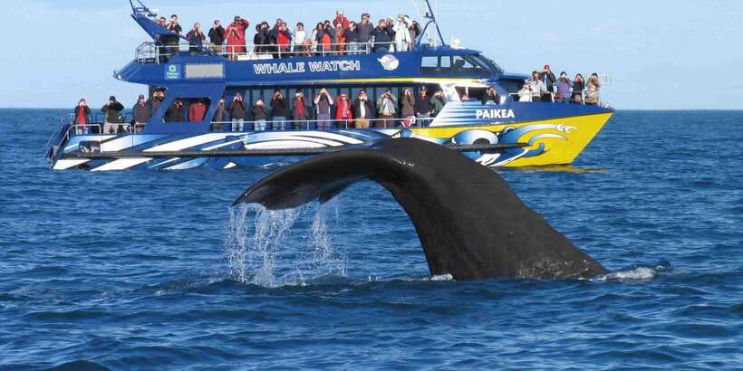 From Tangalle: Mirissa Whale Watching Tour with Breakfast - Leaving Mirissa Pier for Open Water