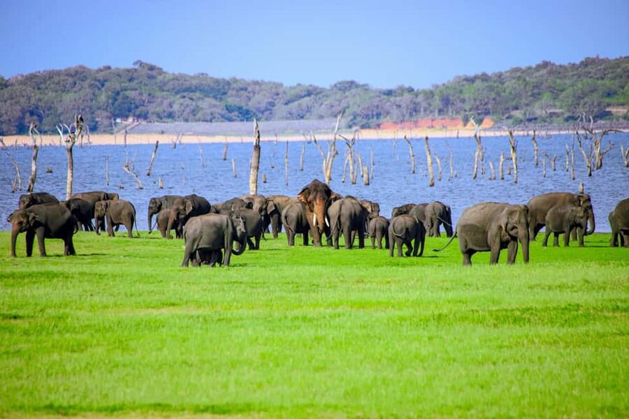 From Trincomalee: Minneriya National Park 4X4 Jeep Safari - Key points to know before booking