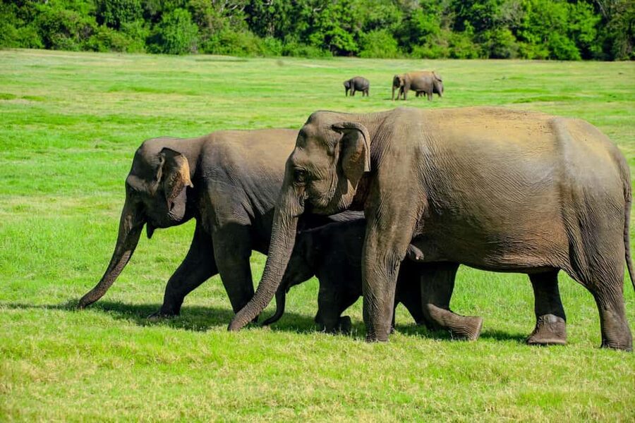 From Trincomalee: Minneriya National Park 4X4 Jeep Safari - Three hours inside Minneriya National Park
