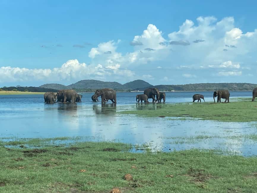 From Trincomalee: Minneriya National Park 4X4 Jeep Safari - The elephant gathering and what you may actually see