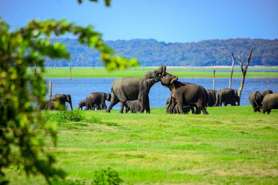 From Trincomalee: Minneriya National Park 4X4 Jeep Safari - Who will enjoy this safari most