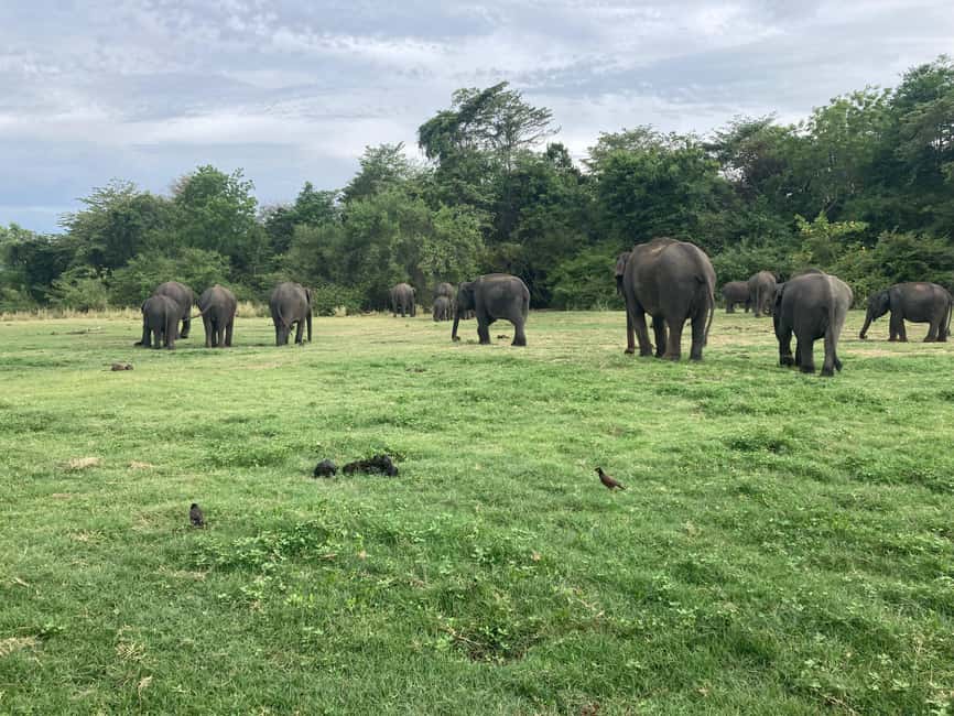 From Trincomalee: Minneriya National Park 4X4 Jeep Safari - Booking flexibility and basic details