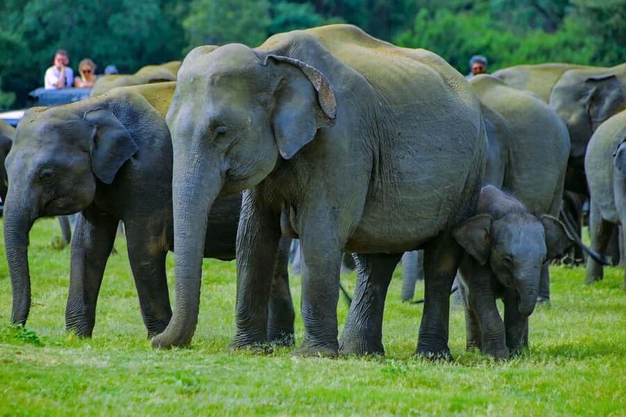 From Trincomalee: Minneriya National Park 4X4 Jeep Safari - Leaving Trincomalee or Nilaveli by private jeep