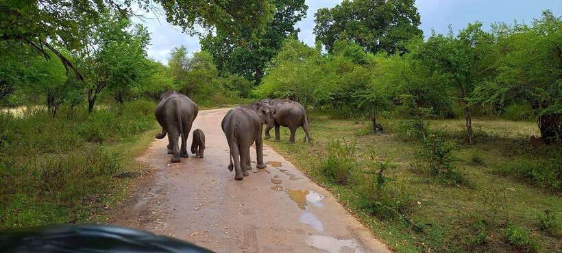 From Udawalawa : Udawalawa National Park Safari Tours - Key points to know before you book