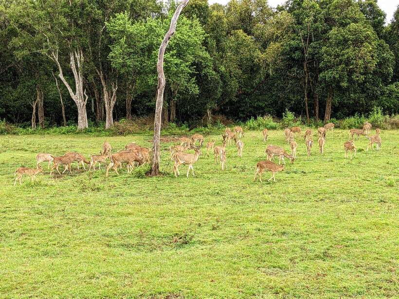 From Udawalawa : Udawalawa National Park Safari Tours - Three hours among grasslands, forests, and wetlands