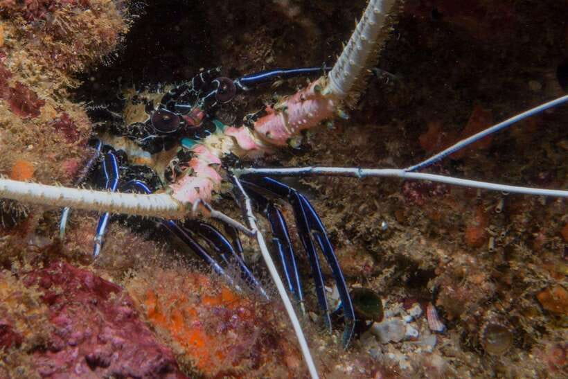 From Uppuveli Beach: Pigeon Island Snorkeling Tour - Coral, tropical fish, turtles, and reef sharks