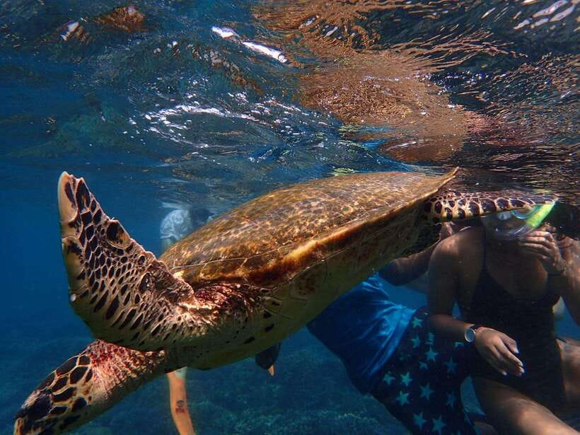 From Uppuveli Beach: Pigeon Island Snorkeling Tour - Who will get the most from this morning trip