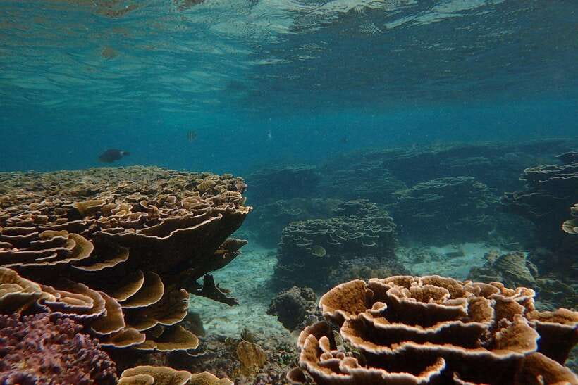 From Uppuveli Beach: Pigeon Island Snorkeling Tour - Should you book this Pigeon Island snorkeling tour?