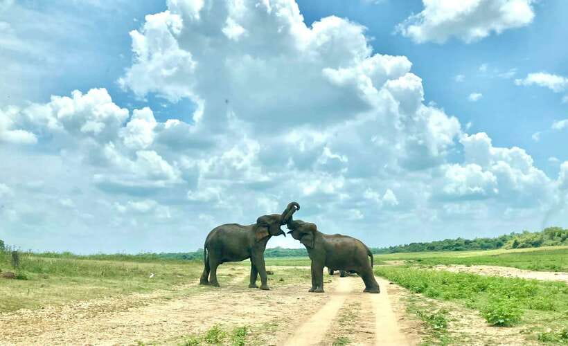From Weligama : Udawalawa National Park Safari Tour - The traffic problem inside the park
