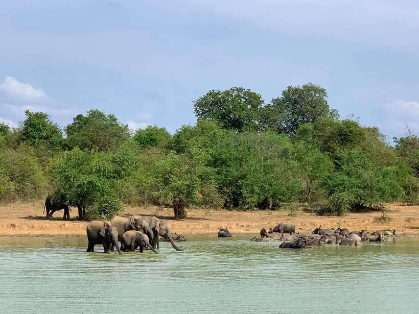 From Weligama : Udawalawa National Park Safari Tour - Who will get the most from this safari
