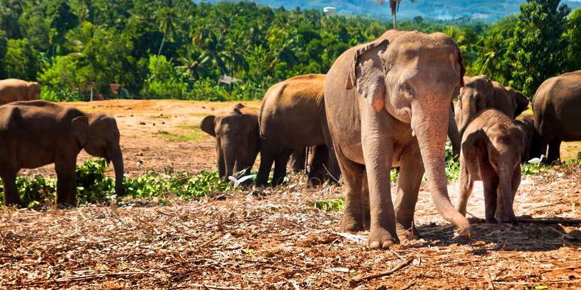 From west coast: Kandy, Tooth temple, Botanical & Tea garden - Key points to know before booking