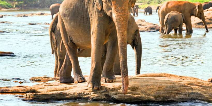 From west coast: Kandy, Tooth temple, Botanical & Tea garden - Should you book this tour?