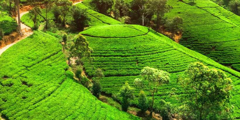 From Western Province: 2-Day Hill Country Highlights Trip - Nuwara Eliya brings tea, cool air, and high-country views