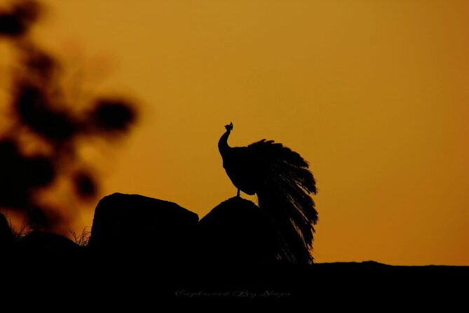 Full day / Half Day WildlifeAdventure in Yala-National-Park - Key points to know before booking