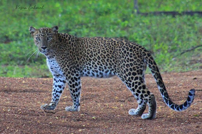 Full day / Half Day WildlifeAdventure in Yala-National-Park - Why Yala is worth your time
