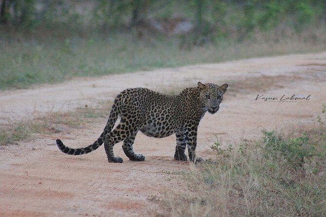 Full day / Half Day WildlifeAdventure in Yala-National-Park - Inside the private 4WD safari jeep
