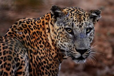 Full day / Half Day WildlifeAdventure in Yala-National-Park