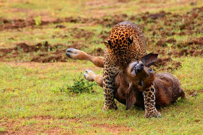 Full day / Half Day WildlifeAdventure in Yala-National-Park - What the morning safari can reveal