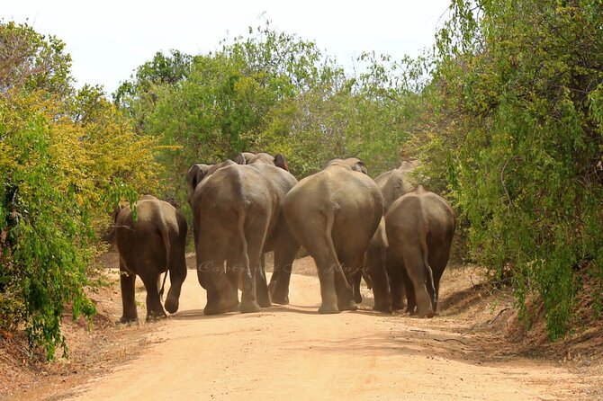 Full day / Half Day WildlifeAdventure in Yala-National-Park - The leopard question, honestly answered