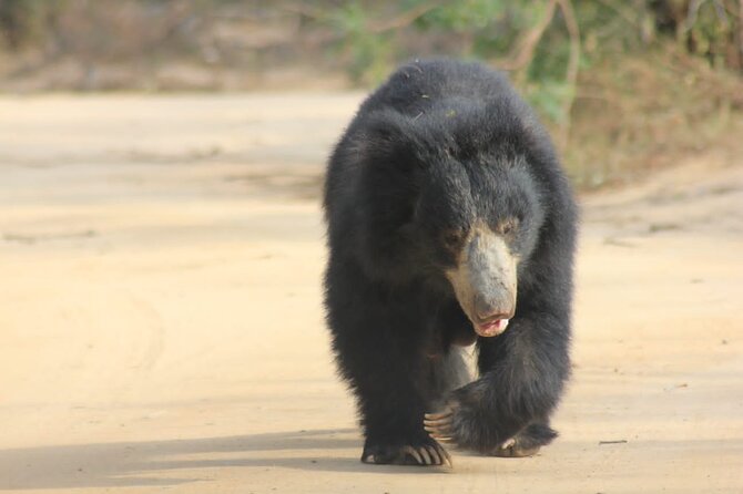 Full day / Half Day WildlifeAdventure in Yala-National-Park - The crowd problem at popular sightings
