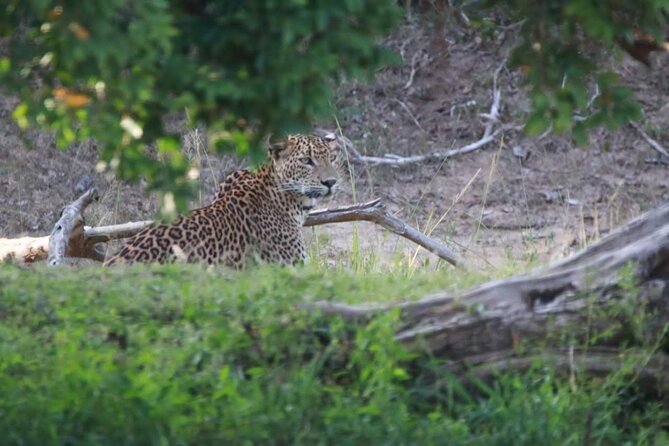 Full Day Private Yala Safari Trip with Lunch - Key points to know before booking