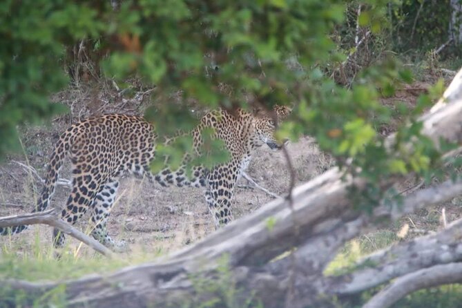 Full Day Private Yala Safari Trip with Lunch - The long road from Bentota to Yala