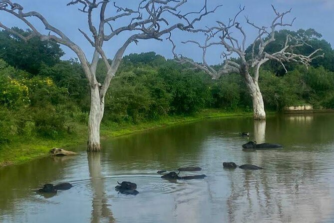 Full Day Private Yala Safari Trip with Lunch - Ancient sites near Yala, and what is actually promised