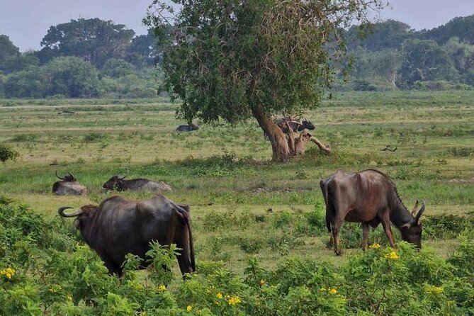 Full Day Private Yala Safari Trip with Lunch - My call: book it for Yala, not just for leopards