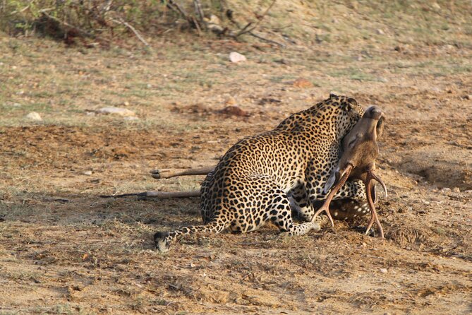 Full Day Safari ( The Best for Leopards ) in Yala - Key points before you book