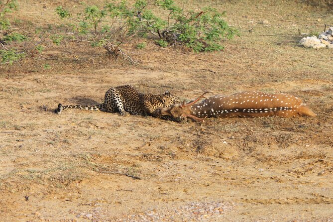 Full Day Safari ( The Best for Leopards ) in Yala - Why the early start matters in Yala