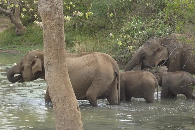 Full Day Safari ( The Best for Leopards ) in Yala - Elephants, deer, crocodiles, and smaller creatures
