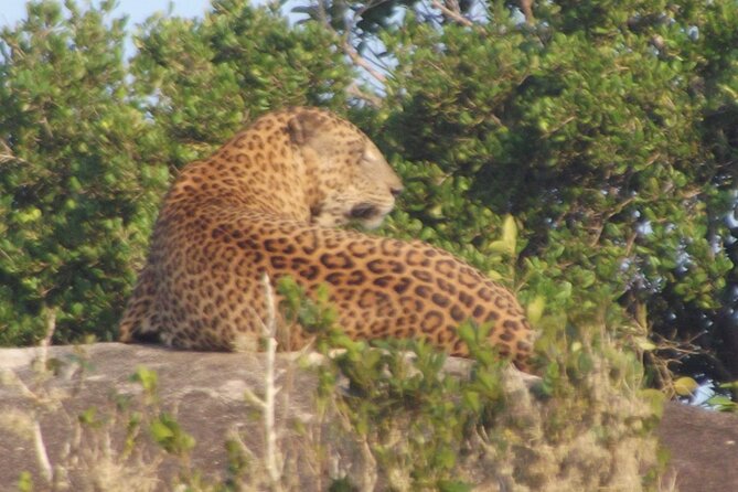 Full Day Safari ( The Best for Leopards ) in Yala - Breakfast and lunch inside a long safari day