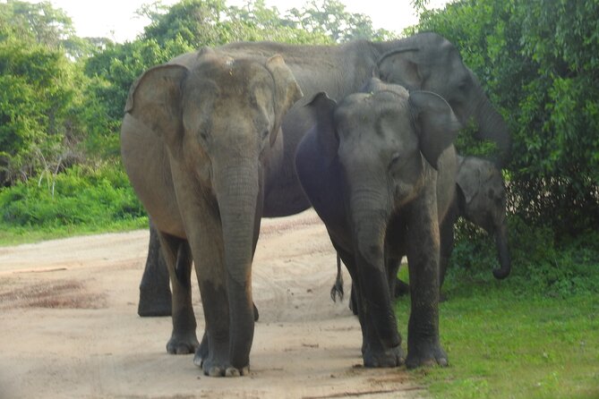 Full Day Safari ( The Best for Leopards ) in Yala - Weather, road conditions, and the patience factor