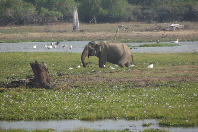 Full Day Safari ( The Best for Leopards ) in Yala - What the $60 price really covers