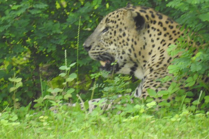 Full Day Safari ( The Best for Leopards ) in Yala - Who should book this safari?
