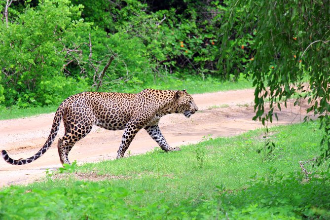 Full Day Safari ( The Best for Leopards ) in Yala - Entering Yala with a small group