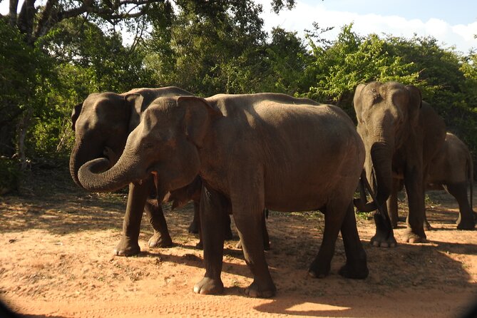 Full Day Safari Tour in Yala National Park - Key points to know before booking
