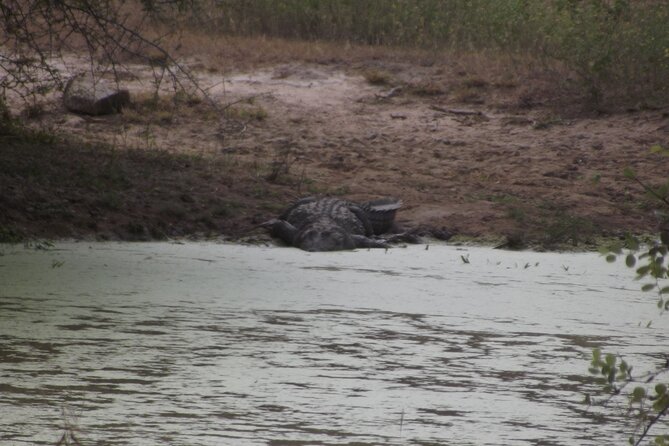 Full Day Safari Tour in Yala National Park - Morning wildlife: the best time to search