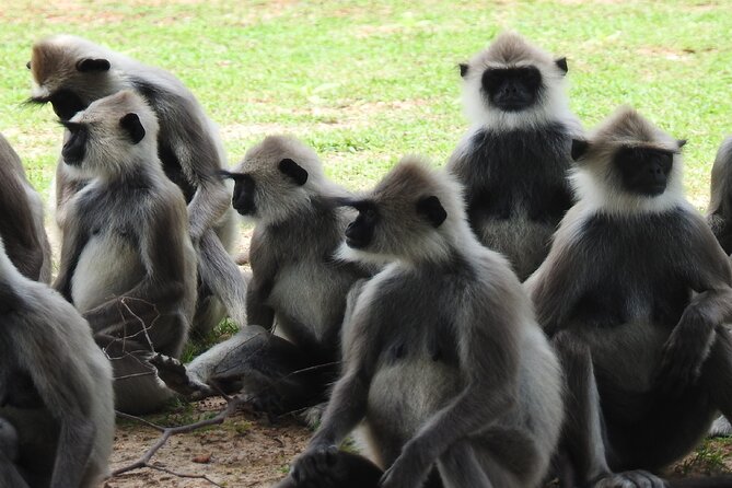Full Day Safari Tour in Yala National Park - Afternoon searching through changing scenery