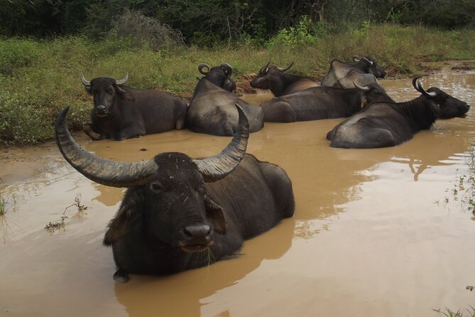 Full Day Safari Tour in Yala National Park - What the strongest guide reports tell you