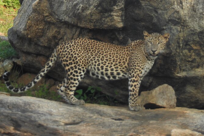 Full Day Safari Tour in Yala National Park - Price, inclusions, and the value question