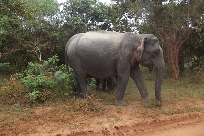 Full Day Safari Tour in Yala National Park - Entering Yala in a four-person luxury jeep