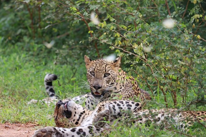 Full day Safari - Yala National Park - 04.30 am to 06.00 pm with - Janaka safari - Key points at a glance